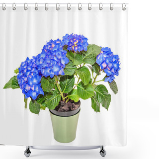 Personality  Blue Hydrangea Flowers In A Green Flowerpot, Hortensia Close Up  Shower Curtains