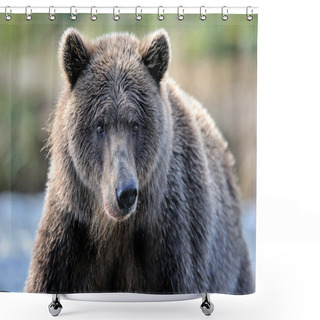 Personality  Grizzly Bear Shower Curtains