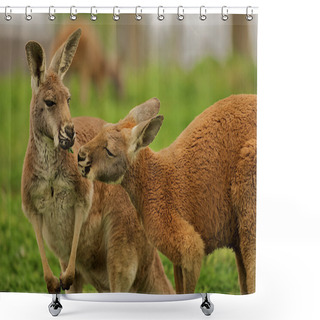 Personality  Two Kangaroos Sharing A Clover Together. Shower Curtains