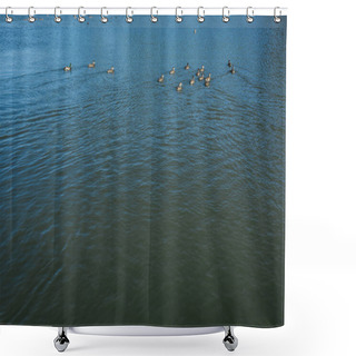 Personality  Flock Of Wild Ducks Swimming In Lake In Summertime  Shower Curtains