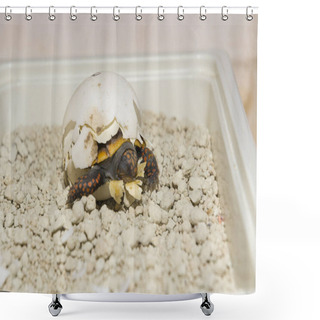 Personality  Red-footed Tortoise Baby, Its Scienfitic Name Is Chelonoidis Carbonarius Shower Curtains