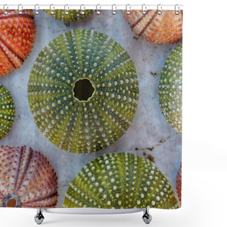 Personality  Colorful Sea Urchins Shells On White Rock Shower Curtains