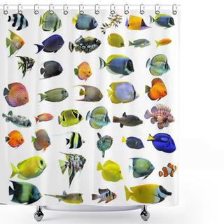 Personality  Fishes Shower Curtains