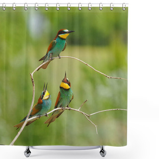 Personality  Three European Bee-eater (Merops Apiaster) In The Rays Of The Midday Sun (sitting On The Branch With Green Background). Shower Curtains