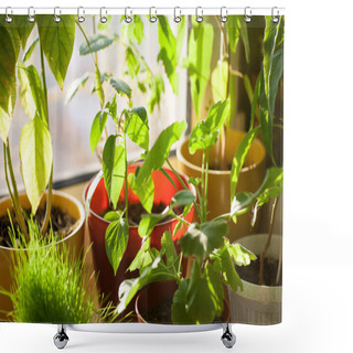 Personality  Potted Green Plants On Window Sill Indoors Shower Curtains