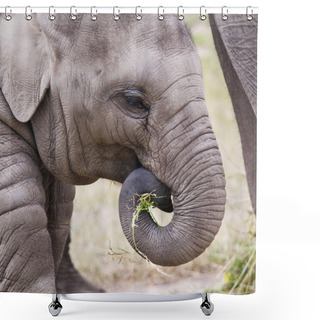 Personality  Young Elephant Shower Curtains