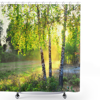 Personality  Birch Trees In A Summer Forest Shower Curtains