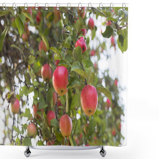 Personality  Sprig Of A Tree With Ripe Red Apples Shower Curtains