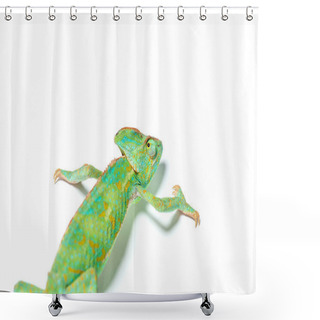 Personality  Beautiful Colorful Tropical Chameleon Crawling Isolated On White Shower Curtains