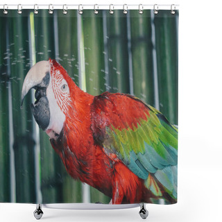 Personality  Beautiful Parrot Close Up Shot Shower Curtains