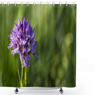 Personality  Three-toothed Orchid - Neotinea Tridentata, Beautiful Colored Flowering Plant From European Meadows And Woodlands, Czech Republic. Shower Curtains