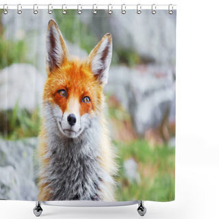 Personality  Red Fox Shower Curtains