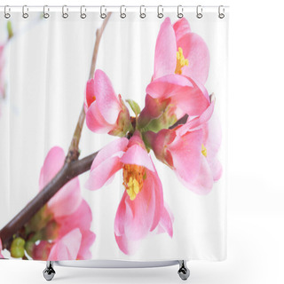 Personality  Chaenomeles Japonica Shower Curtains
