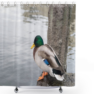 Personality  Duck Sit At Water In Reykjavik, Iceland. Mallard Duck With Green Head And Yellow Beak. Waterfowl Bird On Shore Outdoor. Animal In Wildlife And Wild Nature Shower Curtains