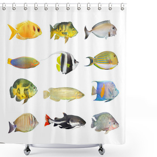 Personality  Great Collection Of A Tropical Fish Shower Curtains