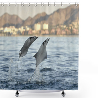 Personality  Mobula Rays Jumping Out Of The Water  Shower Curtains