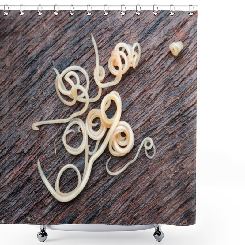 Personality  Helminths Toxocara Canis (also Known As Dog Roundworm) Or Parasitic Worms From Little Dog On Wood Background Shower Curtains