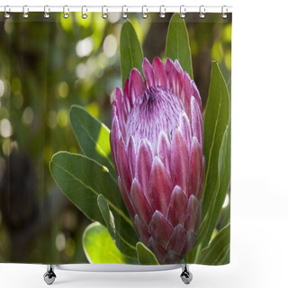 Personality  Protea Shower Curtains