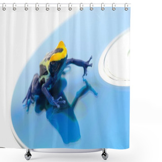 Personality  Poison Dart Frog On A Cd Shower Curtains
