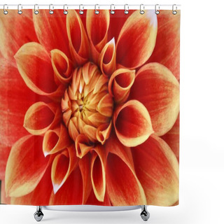 Personality  Close-up View Of Beautiful Blooming Dahlia Shower Curtains