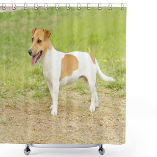 Personality  Jack Russell Terrier Shower Curtains