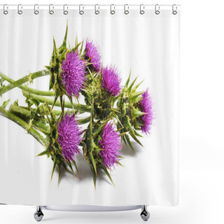 Personality  Silybum Marianum (Milk Thistle) Isolated Shower Curtains