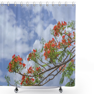 Personality  Red Royal Poinciana Flowers Bloom Shower Curtains