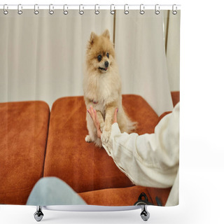 Personality  Cropped View Of Dog Owner Holding Paws Of Cute Pomeranian Spitz Sitting On Soft Couch In Pet Hotel Shower Curtains