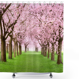 Personality  Gourgeous Cherry Trees In Full Blossom Shower Curtains