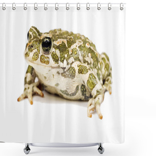 Personality  Green Toad Shower Curtains