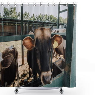 Personality  Close Up View Of Domestic Beautiful Cows Standing In Stall At Farm Shower Curtains