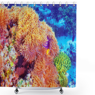 Personality  Clown Fish  In Coral Garden Shower Curtains
