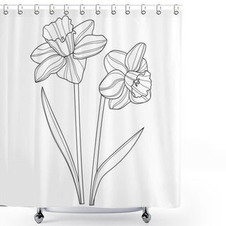 Personality  Daffodils. Flowers. Linear Flowers. Botany. Abstract Linear Flowers. Vector Illustration Of Daffodils. Floral Coloring Page Shower Curtains