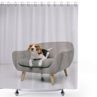 Personality   Adorable Beagle Dog Lying In Armchair On Grey Background  Shower Curtains