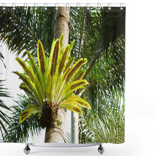 Personality  Bird Nest Fern Shower Curtains