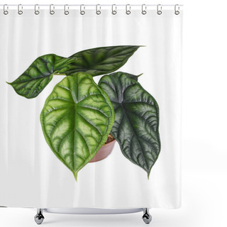 Personality  Tropical 'Alocasia Baginda Dragon Scale' Houseplant In Flower Pot With New Light Green Leaf On White Background Shower Curtains