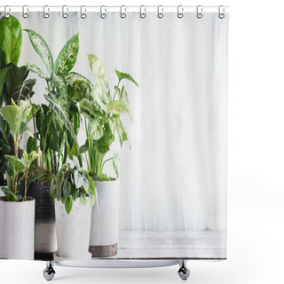 Personality  Variety Of Popular Potted Houseplants Over A Rustic Farmhouse Wooden Table With Free Space For Text. Shower Curtains