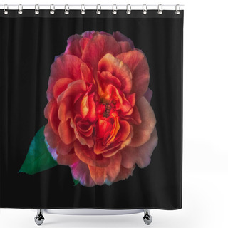 Personality  Colorful Fine Art Still Life Floral Macro Flower Image Of A Single Isolated Glowing Wide Open Rose Blossom And A Green Leaf,black Background,detailed Texture, Surrealistic Vintage Fantasy Painting Style  Shower Curtains