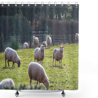Personality  Sheep In An English Field Backlit By Sunshine. Rural Image Of Farming Life Shower Curtains