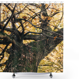 Personality  Selective Focus Of Old Tree With Yellow Leaves  Shower Curtains