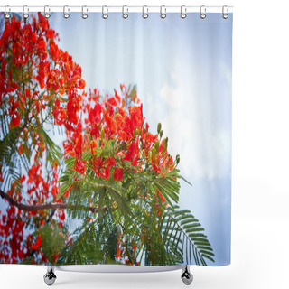 Personality  Flam-boyant, The Flame Tree, Royal Poinciana Shower Curtains