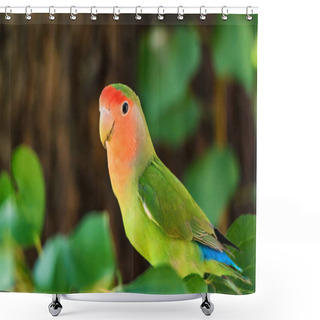 Personality  Beautiful Wild Peach-faced Lovebird Or Agapornis Roseicollis Perched On A Tree Branch. Shower Curtains