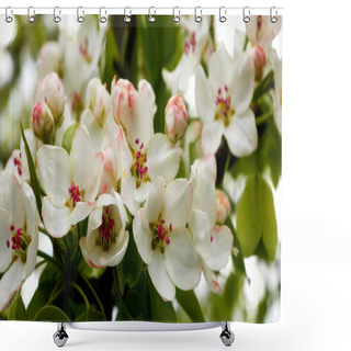 Personality  Large White Flowers Of Fruit Trees In Spring. Blooming Garden In Spring. Blooming Apple Tree. Spring Tree Scene In Flowers. Blooming Garden. Shower Curtains