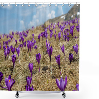 Personality  Crocuses Shower Curtains