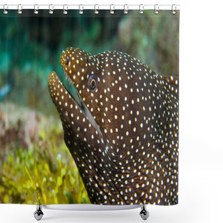 Personality  Whitemouth Moray Eel In The Maldives Shower Curtains