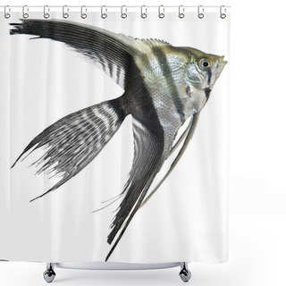 Personality  Angel Fish Isolated In White Background Shower Curtains