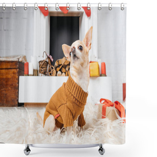 Personality  Adorable Chihuahua Dog In Sweater Sitting On Floor With Christmas Presents Near By Shower Curtains