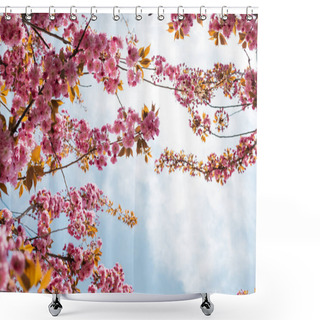Personality  Bottom View Of Blooming Pink Flowers On Branches Of Cherry Tree Against Sky Shower Curtains