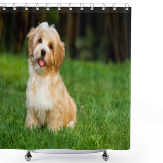 Personality  Happy Little Orange Havanese Puppy Dog Is Sitting In The Grass Shower Curtains