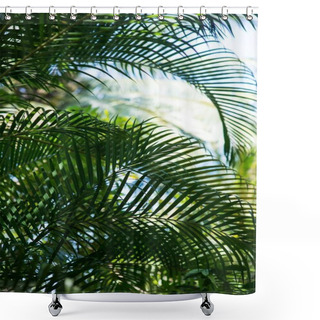 Personality  Palm Branches Shower Curtains